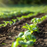 hidrante para riego agricola