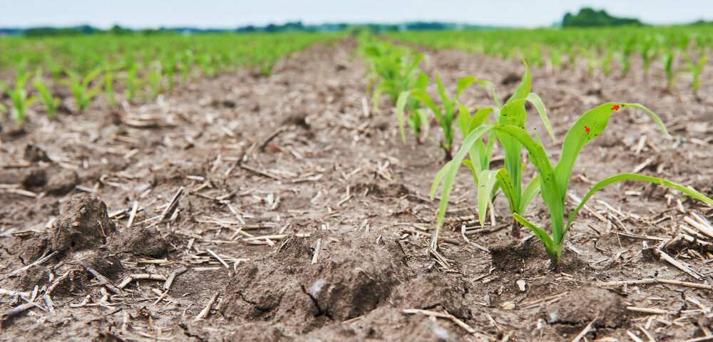Instalación de sistema de riego agrícola eficiente en Ecuador en cultivo de hortalizas