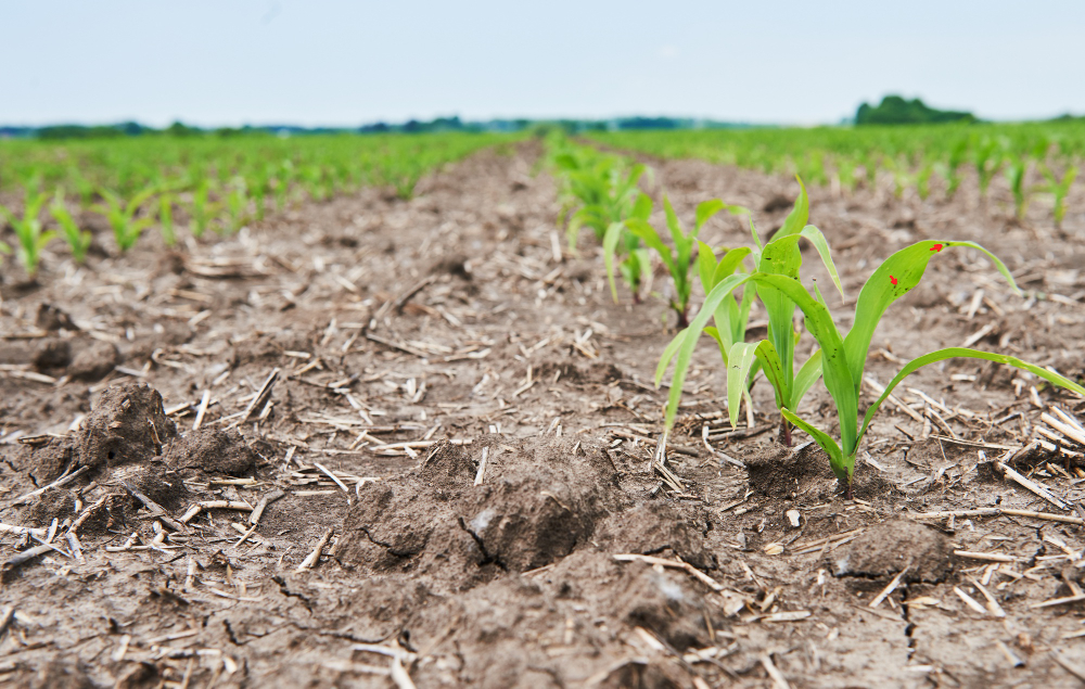Instalación de sistema de riego agrícola eficiente en Ecuador en cultivo de hortalizas